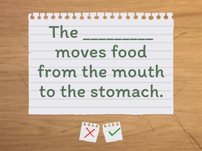 Digestion Vocab Flash Cards