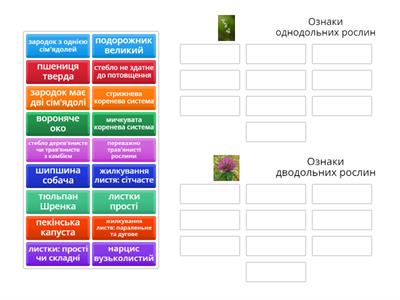 Однодольні та дводольні рослини