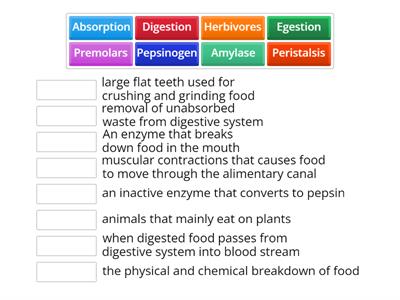 5th Yr Digestion Activity 