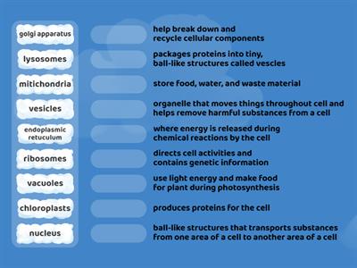 Chapter 2 - cell organelle & function - matching