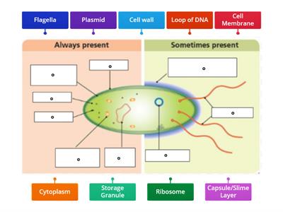 Label the Bacteria