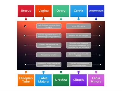 Structure and Function Female