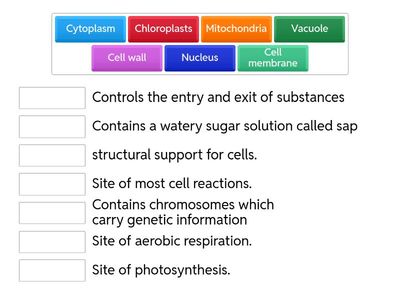 Cell Structure and Function