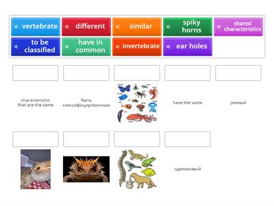 Classification of animals
