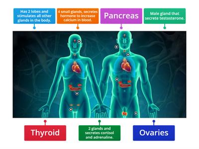 Endocrine System