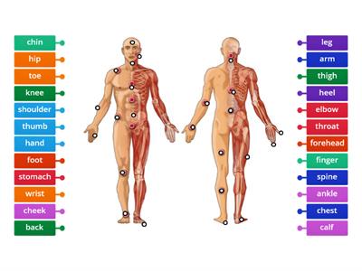 Body parts Solutions inter Unit 3