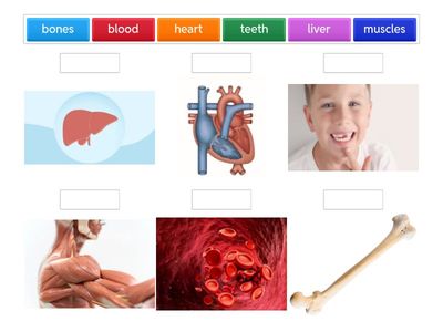 Match the highlighted medical words from the text to the pictures.