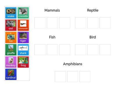 Animal classification