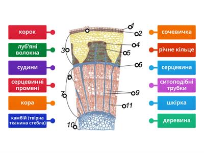 Внутрішня будова стебла