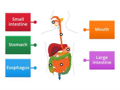 Digestive system