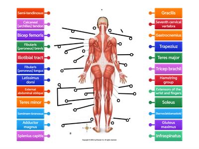 Muscular system (back)