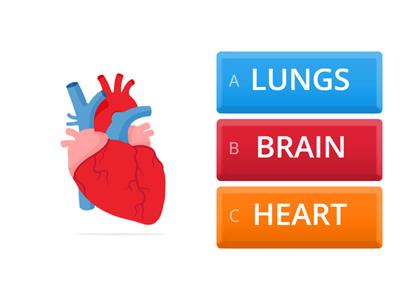 CIRCULATORY SYSTEM