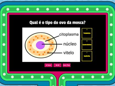 Desenvolvimento embrionário da mosca 