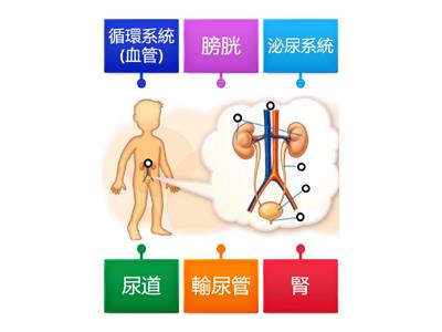 P5常_第4冊第2課_泌尿系統_3泌尿系統各器官