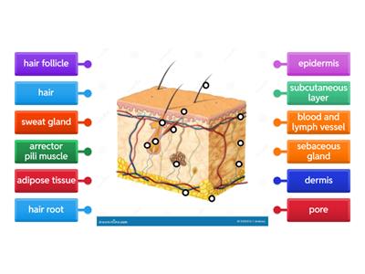 Skin diagram 
