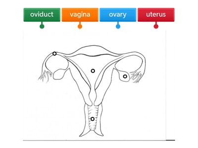 female reproductive system (early)