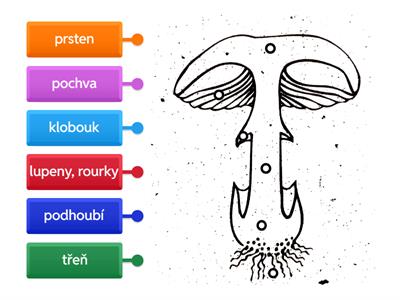 Houby - popis částí