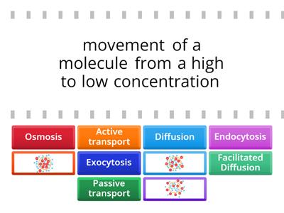 Cell Transport Review