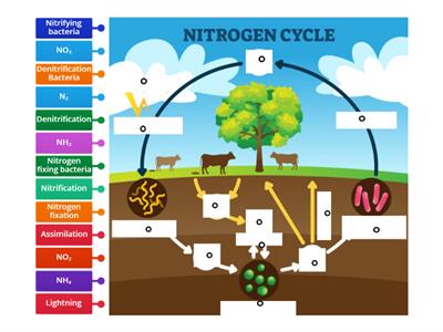 Nitrogen Cycle