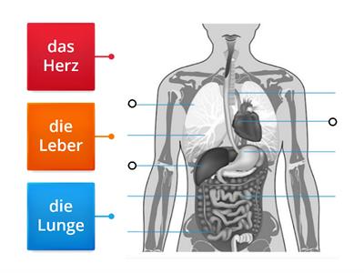 Körperteile - Mittelpunkt B2 Lektion 8 - RB