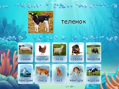 төрт түлік мал