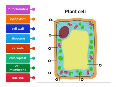 plant cell