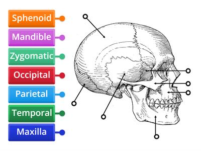 Bones of the Face (Side View)