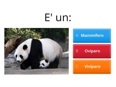 PANDA GIGANTE