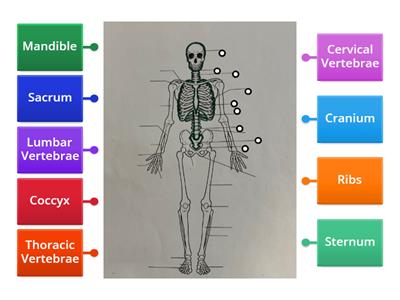 Axial Skeleton