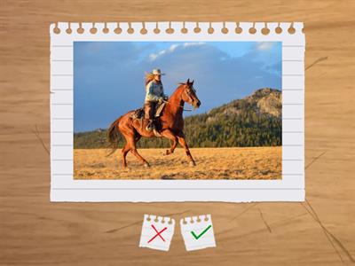 ADULTS A1 / UNIT 11B