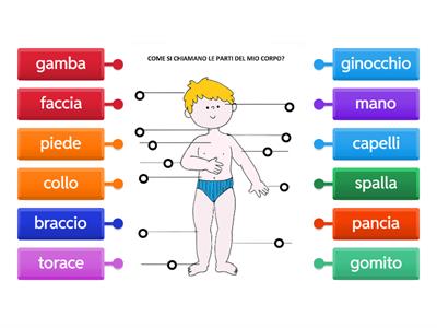 Schema corporeo