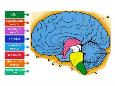 Будова головного мозку
