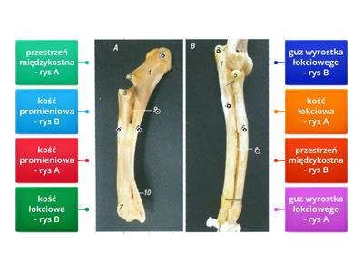 kość przedramienna