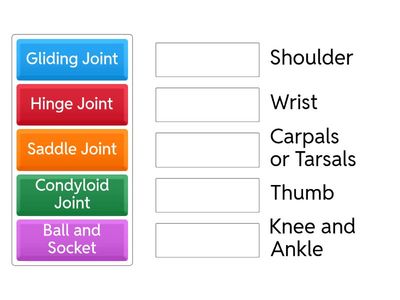 Group the Synovial Joint