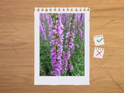 造園丙級植物識別