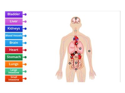 Human Body Organs