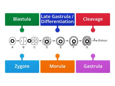 Stages  of Development (After Fertilization)