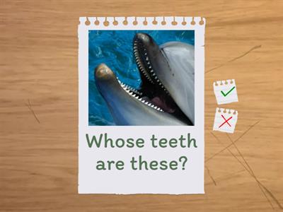 Guess the animal. Possessive my_teaching_stuff