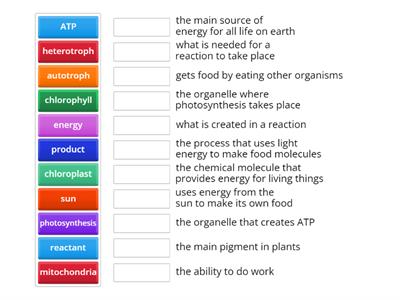 Photosynthesis vocab