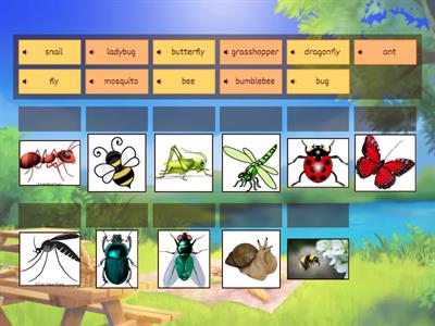 Insects