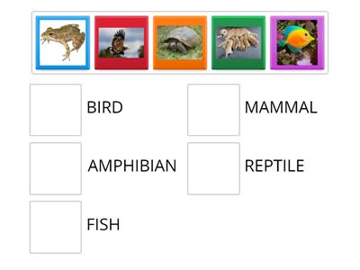 5 GRUPOS DE VERTEBRADOS