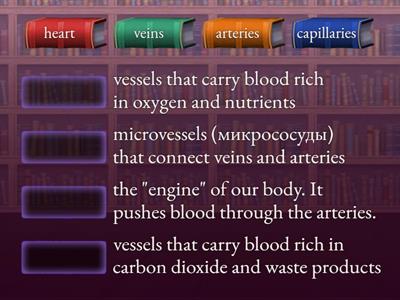 Circulatory system 2