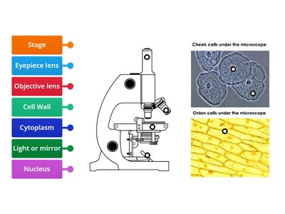 1.1 BGE Microscope Labelled Diagram