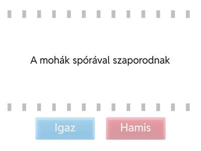 Mohák és harasztok