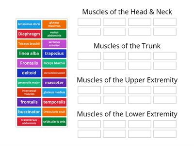 C03. Muscular Sys (6) - Muscle Name (upper & lower)