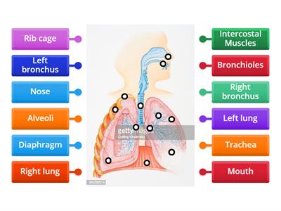 Structure of the Respiratory System