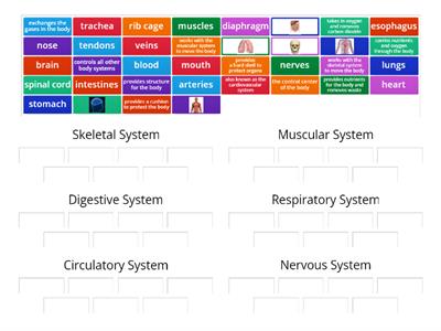 Human Body Systems