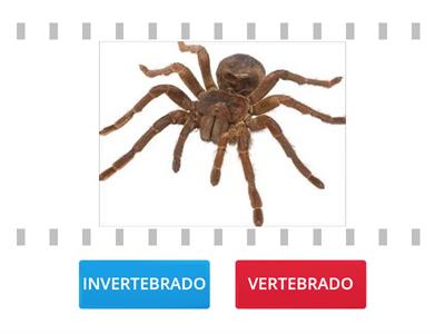 ANIMAIS VERTEBRADOS E INVERTEBRADOS