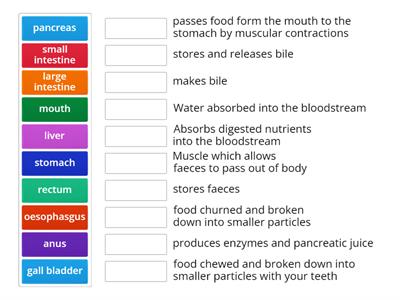 Digestive System Functions 