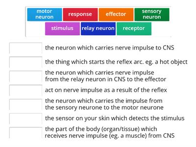 Reflex Arc - How does information travel?